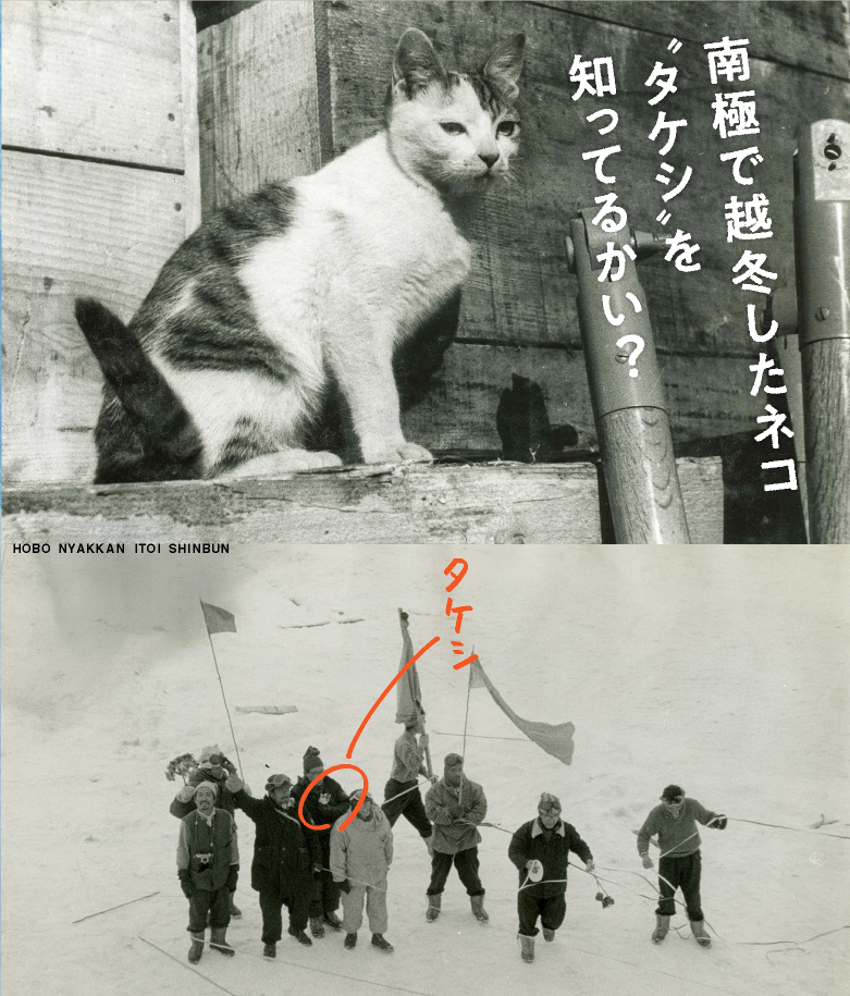 南極で越冬したネコ”タケシ”を知ってるかい?