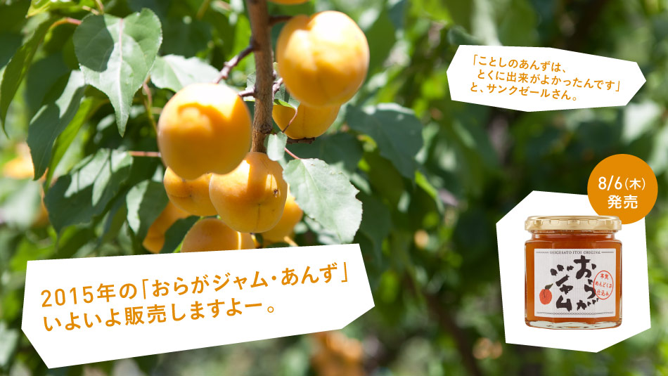 「ことしのあんずは、 とくに出来がよかったんです」と、サンクゼールさん。《8/6(木)発売》2015年の「おらがジャム・あんず」について、ご紹介します。