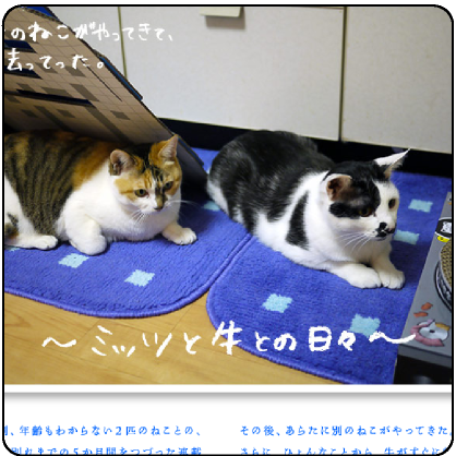 ２匹のねこがやって来て、去ってった。～ミッツと牛との日々～