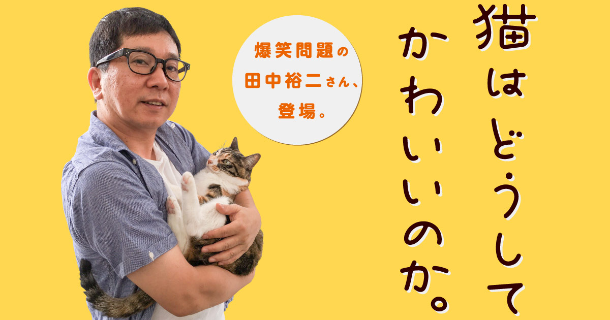 猫はどうしてかわいいのか ほぼ日刊イトイ新聞