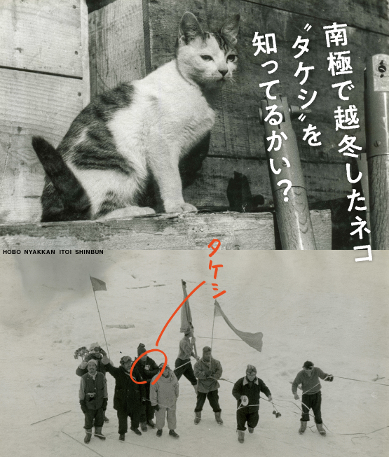 南極で越冬したネコ”タケシ”を知ってるかい？- ほぼ日刊イトイ新聞