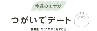 今週のエナガ  つがいでデート　2012-3-16