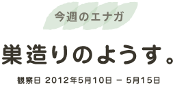 今週のエナガ  巣造りのようす。  観察日 2012年5月10日 － 5月15日