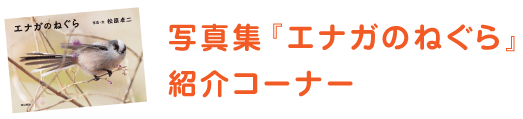 ほぼ日刊イトイ新聞 エナガのねぐら カワイイ小鳥の観察記 フロム富士山麓