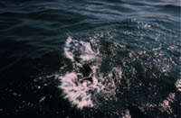 あばれるスズキ