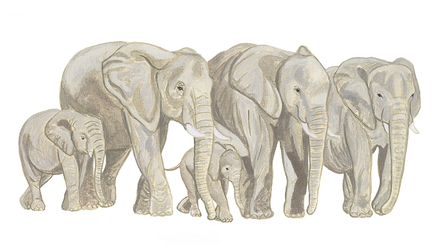 elephants
