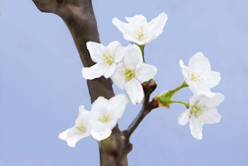 じぶんに桜の花束を ほぼ日刊イトイ新聞