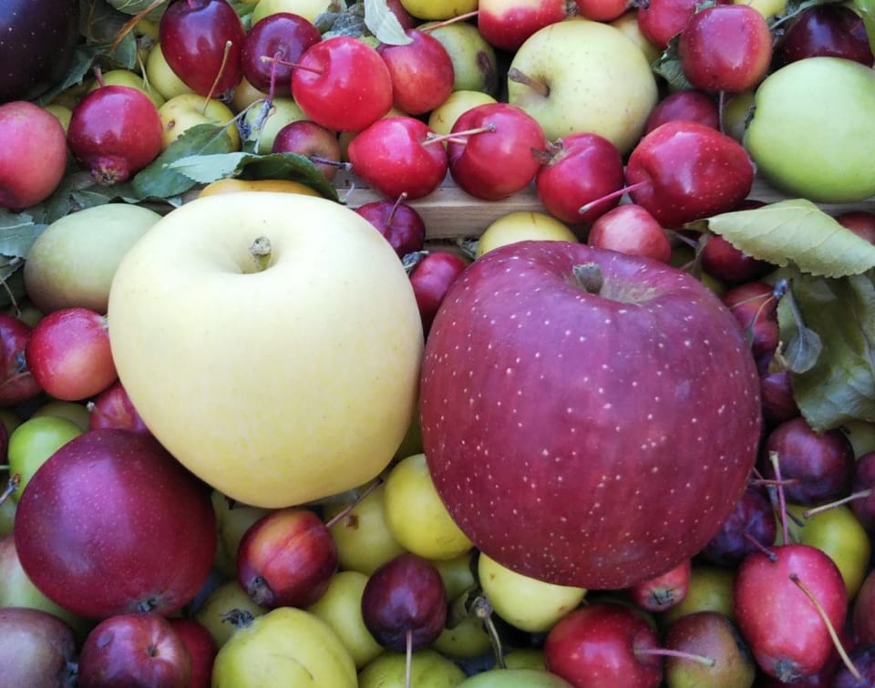 ほぼ日曜日 - ほぼ日