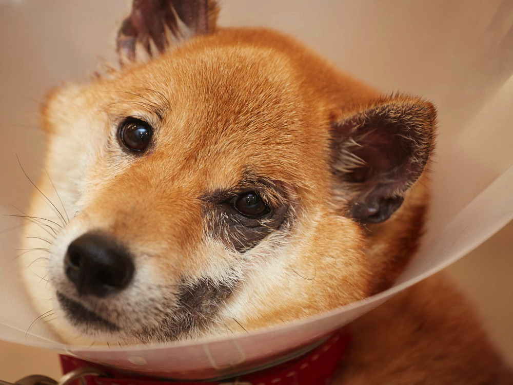 捨てられる動物のことを知ったから ほぼ日刊イトイ新聞
