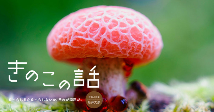 石川直樹 マナスル 写真 額縁入り サインシール付き 石川直樹 マナスル 写真 額縁入り サインシール付き 石川直樹 マナスル