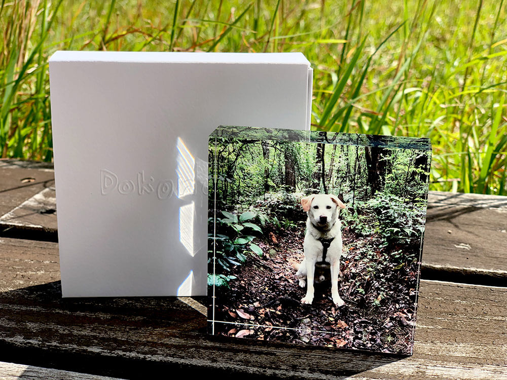 ドコノコキューブの写真