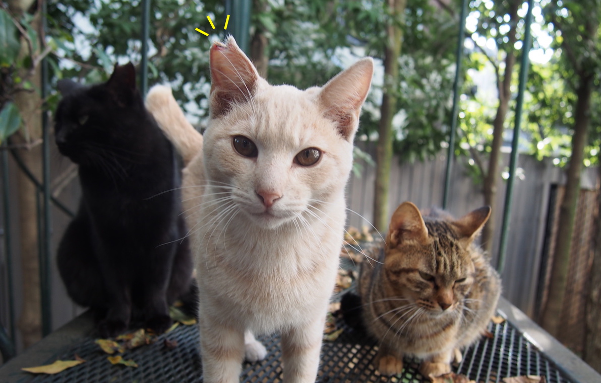 庭にくる野良猫とつきあうために ほぼ日の塾 発表の広場