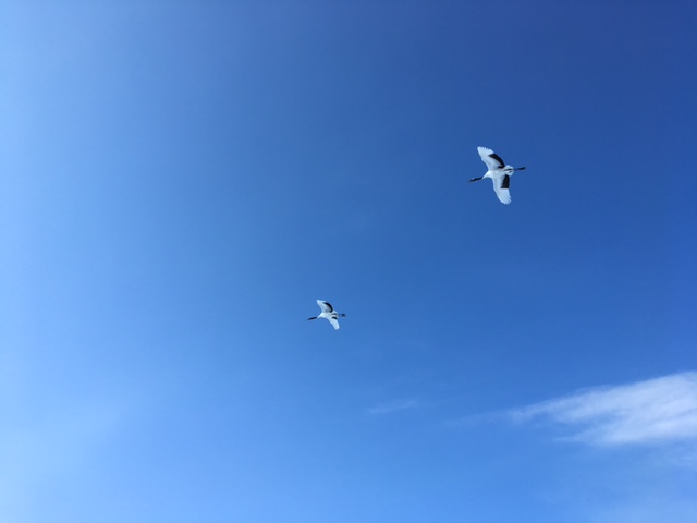 ツルに、恩返し