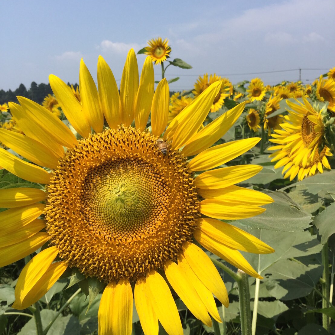 私の宝物</br>ふるさとの訛り</br>