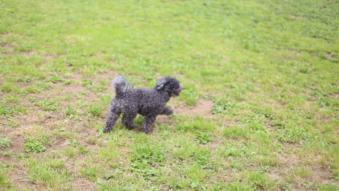 私の好きなもの犬のしっぽ ほぼ日の塾 発表の広場