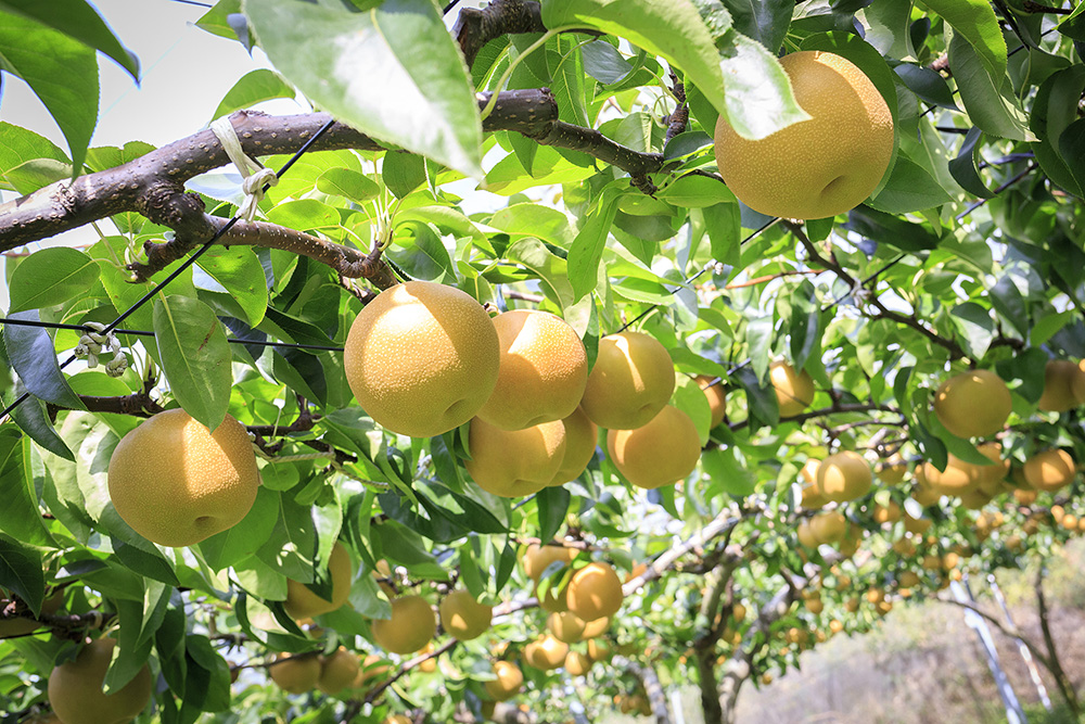 美味しい梨とネコのおやつと私。