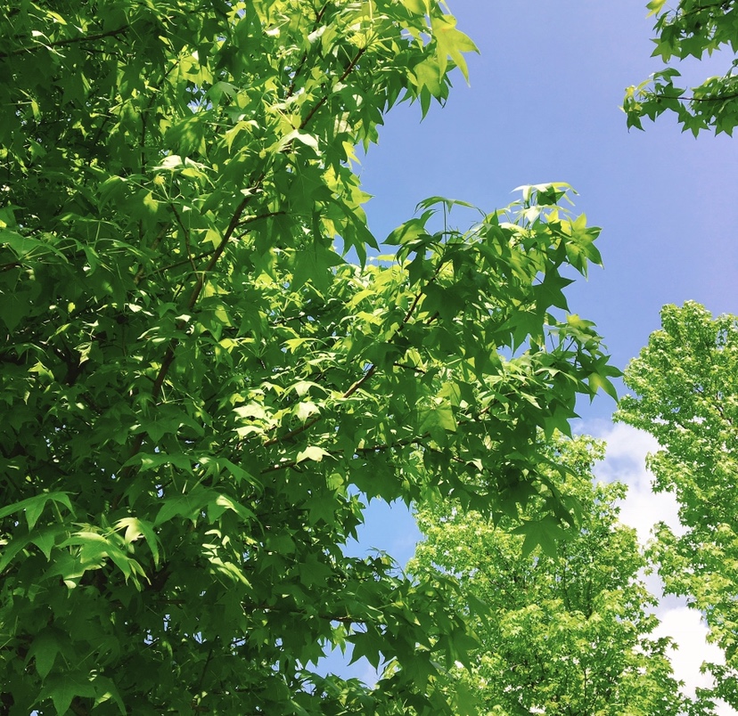 わたしの好きなもの</br>風