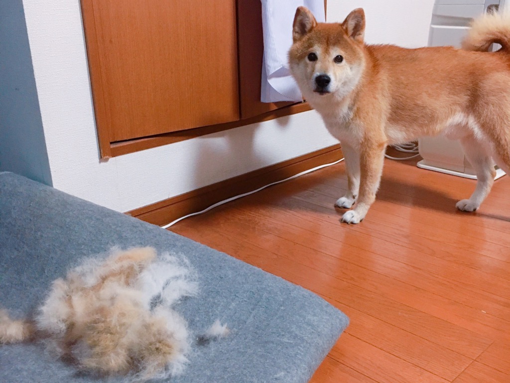 私の好きなもの毛づくろいの時間 ほぼ日の塾 発表の広場