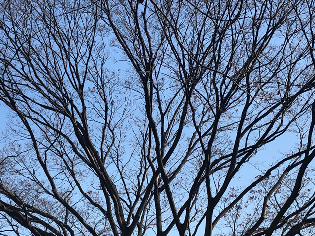 私の好きなもの木の枝 ほぼ日の塾 発表の広場