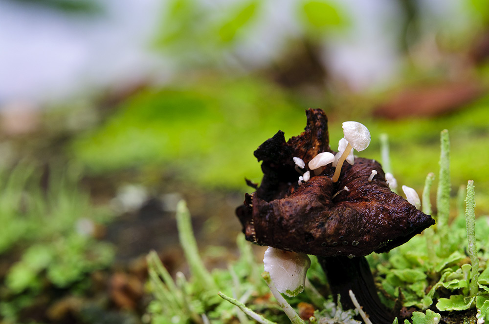 きのこの話。 ほぼ日刊イトイ新聞