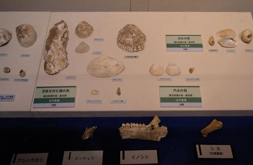 �L�ނ⓮���̍�������ł��܂��B