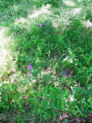 �V�΂̋G�߂ł��B �Õ��̎��ӂɂ́A���킢���Ԃ��炢�Ă��܂��B �����������ȃ����r�����������Ɂd�d