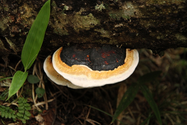 サルノコシカケ 特大サイズ柄良し サルノコシカケ 特大サイズ柄良し