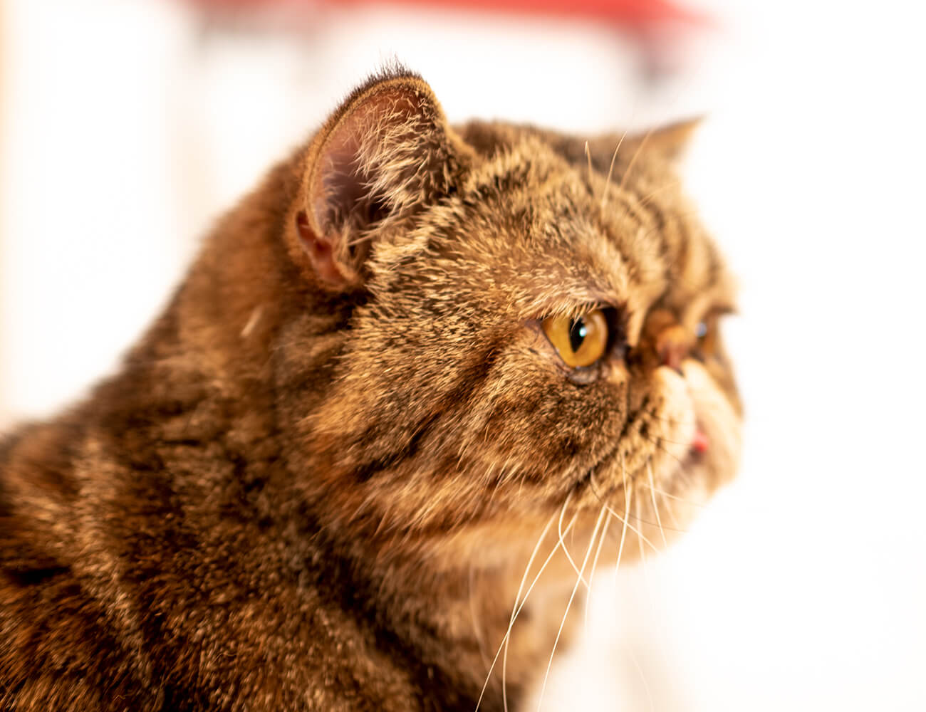 1 犬の槇原 が猫を飼う 猫が来ちゃった 槇原敬之さんインタビュー ほぼ日刊イトイ新聞