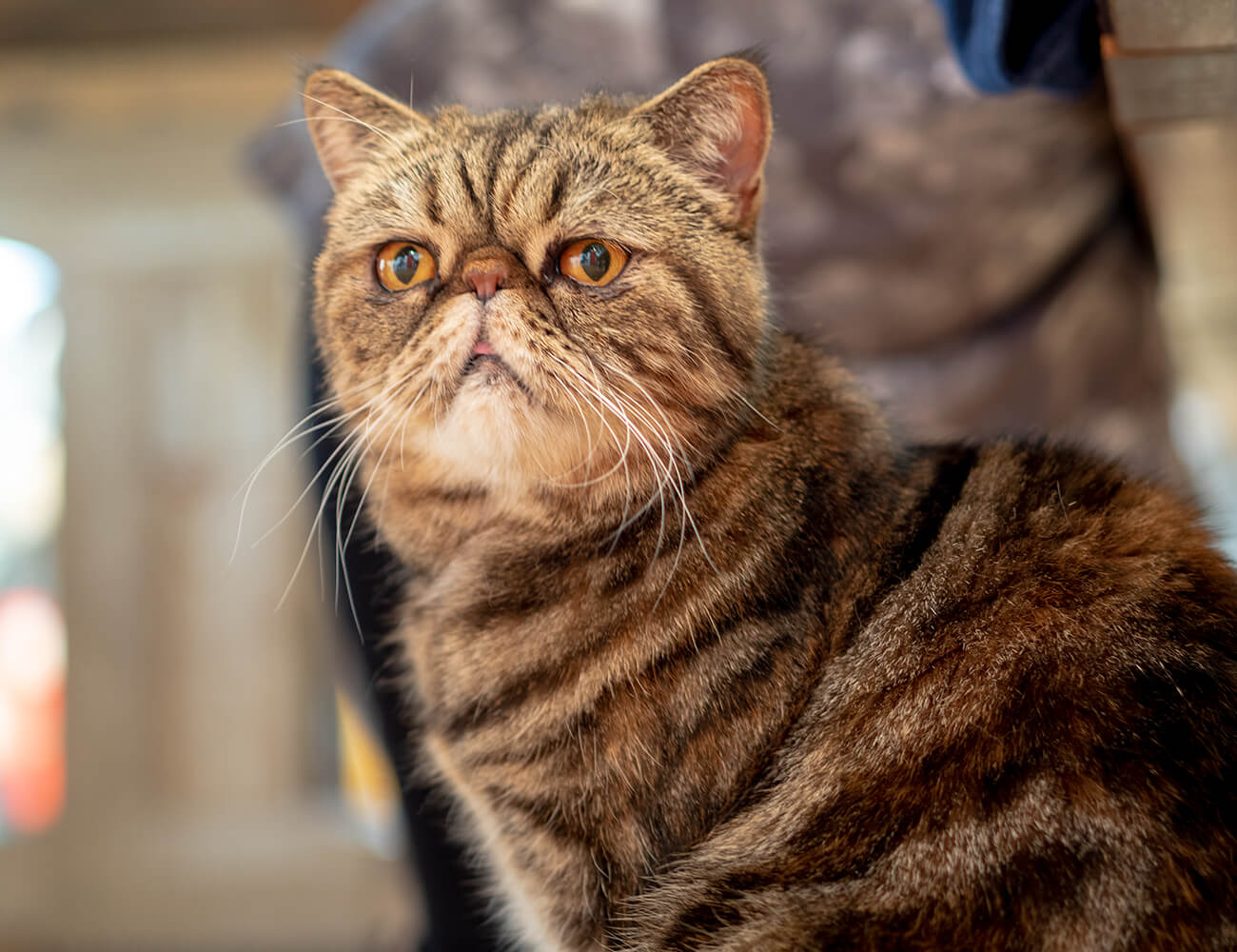 1 犬の槇原 が猫を飼う 猫が来ちゃった 槇原敬之さんインタビュー ほぼ日刊イトイ新聞