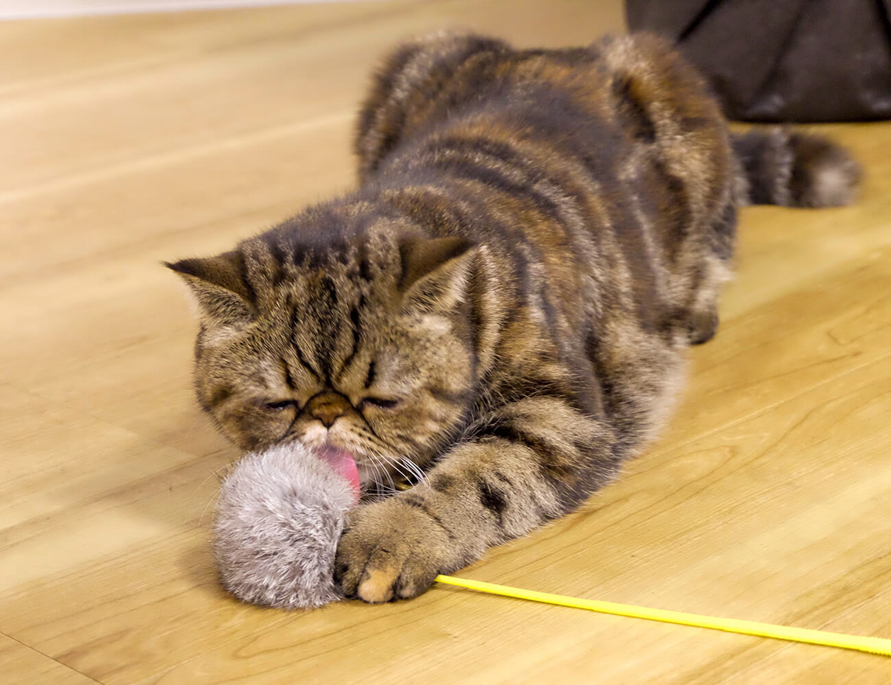 1 犬の槇原 が猫を飼う 猫が来ちゃった 槇原敬之さんインタビュー ほぼ日刊イトイ新聞