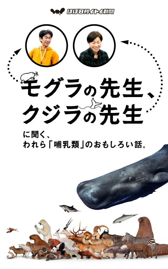 第３回 モグラの川田伸一郎先生 モグラの先生 クジラの先生 川田伸一郎 田島木綿子 ほぼ日刊イトイ新聞