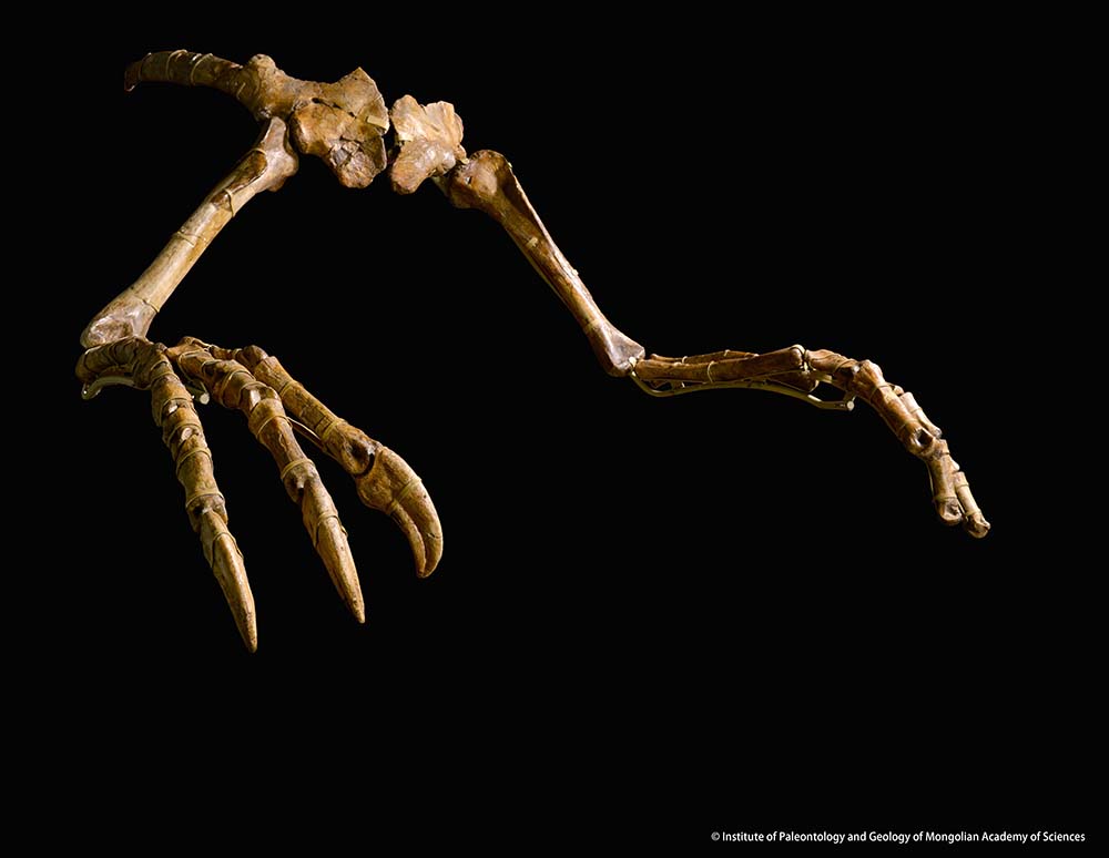 デイノケイルス 前あし（展示は複製）