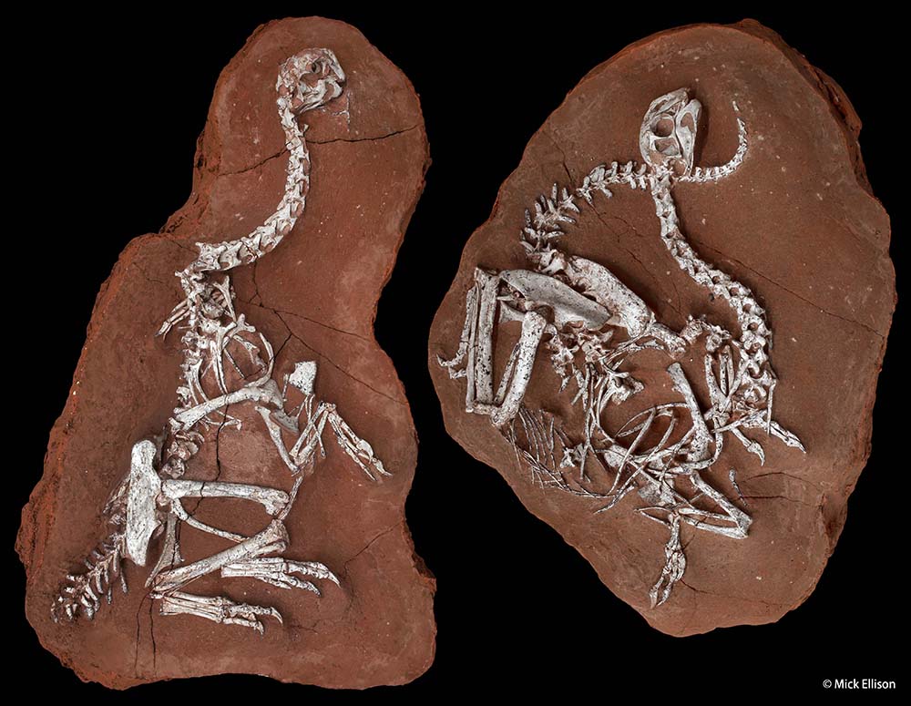 カーン（オヴィラプトル類）