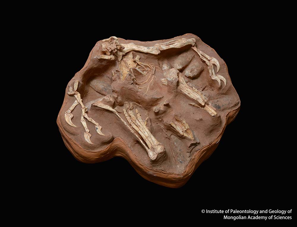 シチパチ（複製）