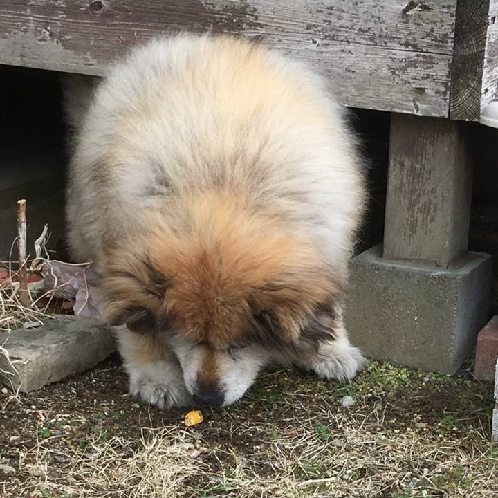 Dokonoko - おんぷ