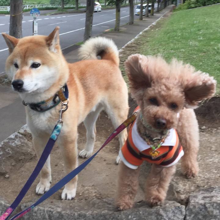 Dokonoko - ちゃーすけ☆プードルやまと☆柴犬