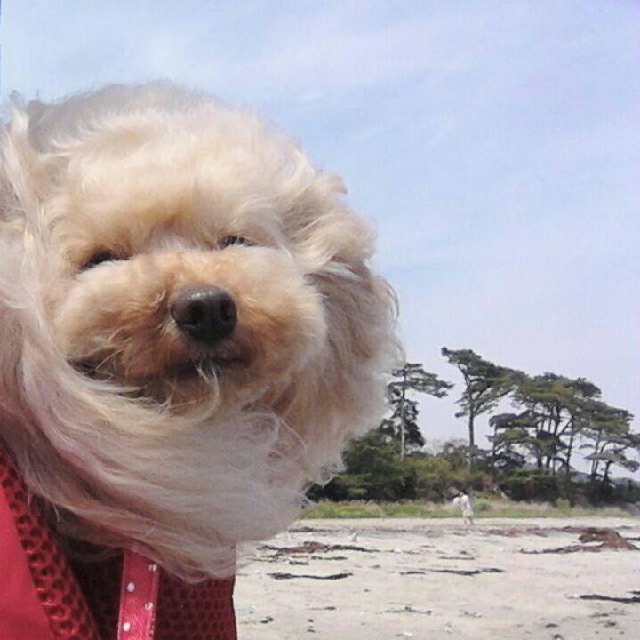 Dokonoko - はなちゃん