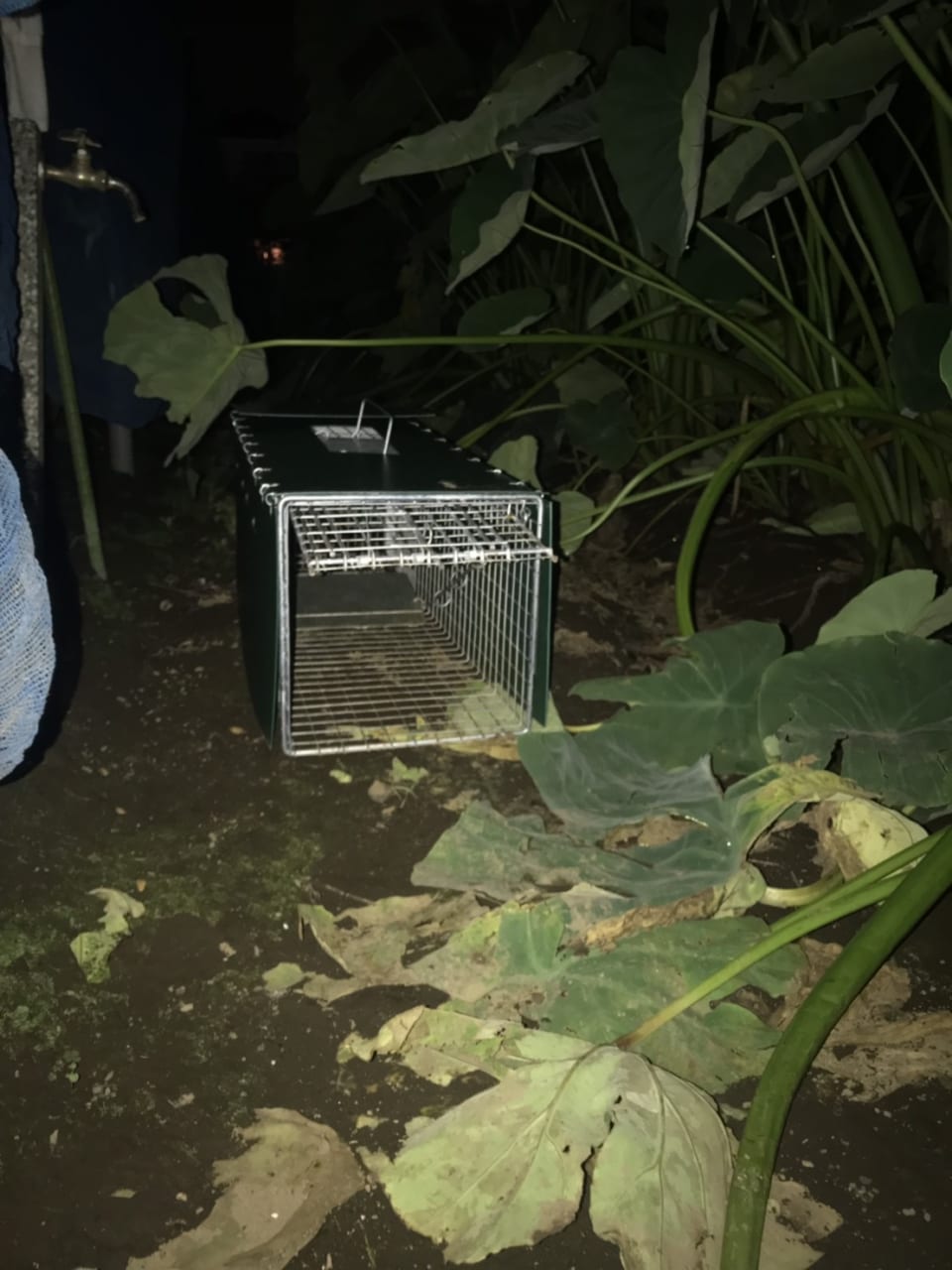 ▲藤原さんが実際に使っている捕獲器。