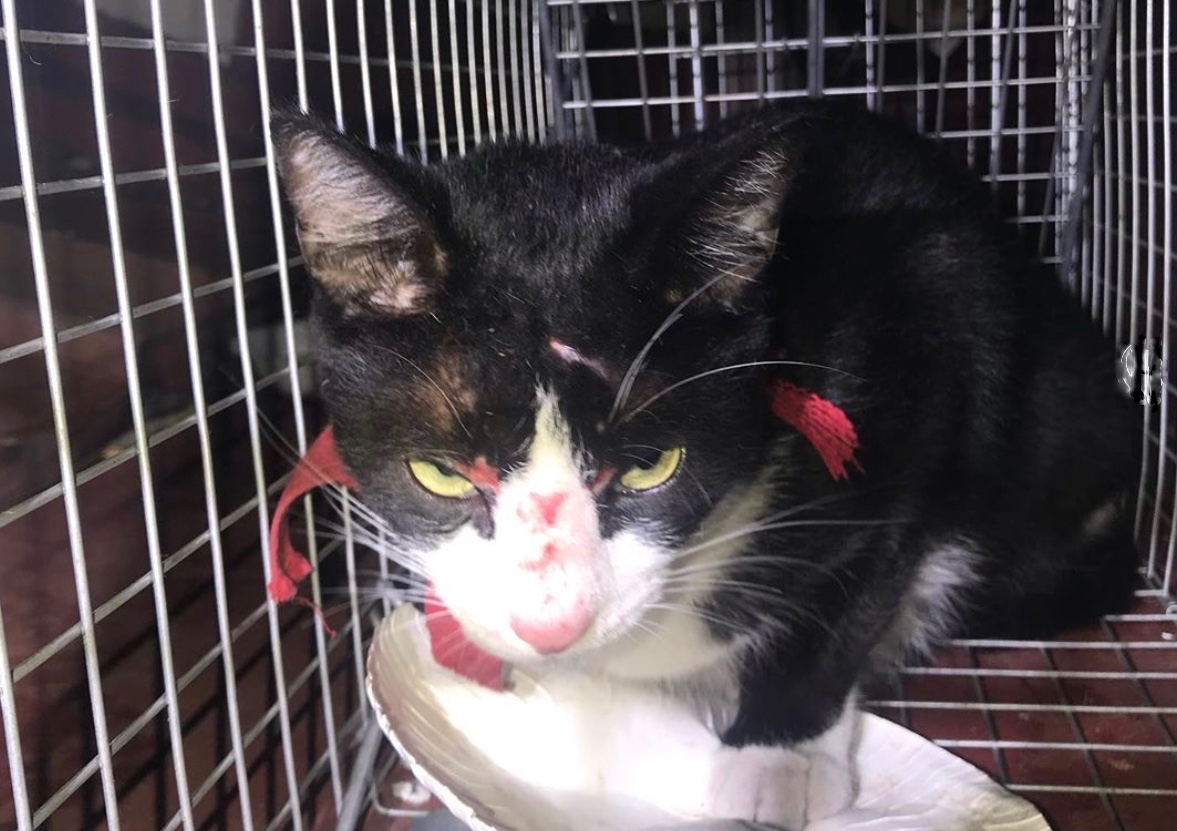 ▲屋根裏から保護された花子ちゃん。