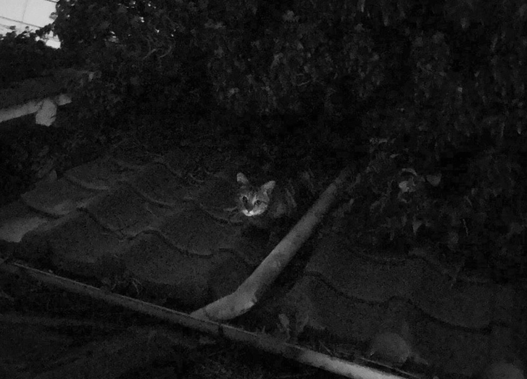 ▲屋根の上にのぼって降りられなくなったそぼろくん。