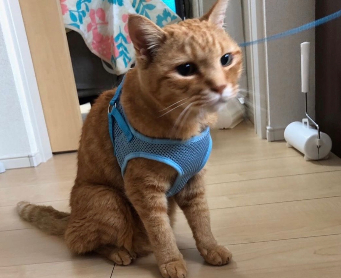 ▲保護された、たいがくん。