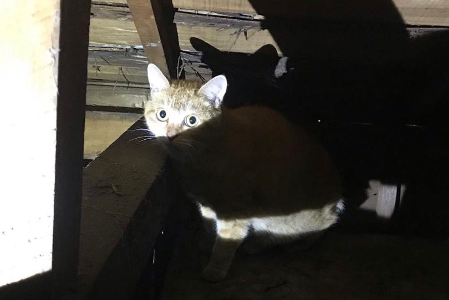 ▲２週間以上、何も食べずひそんでいたタマちゃん。