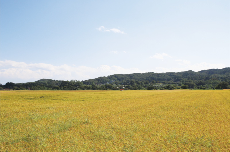 郡山の田んぼ。