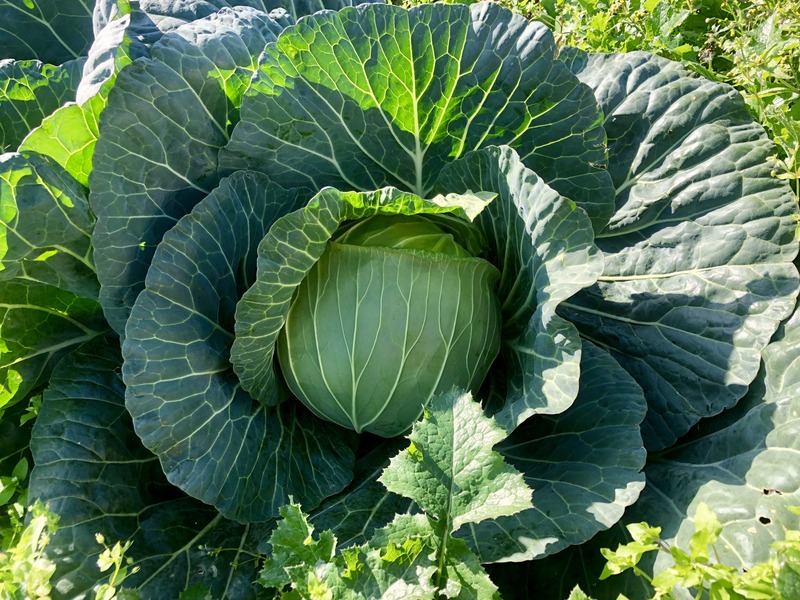 郡山のキャベツ、ブランド野菜の冬甘菜。その名のとおり、甘い！