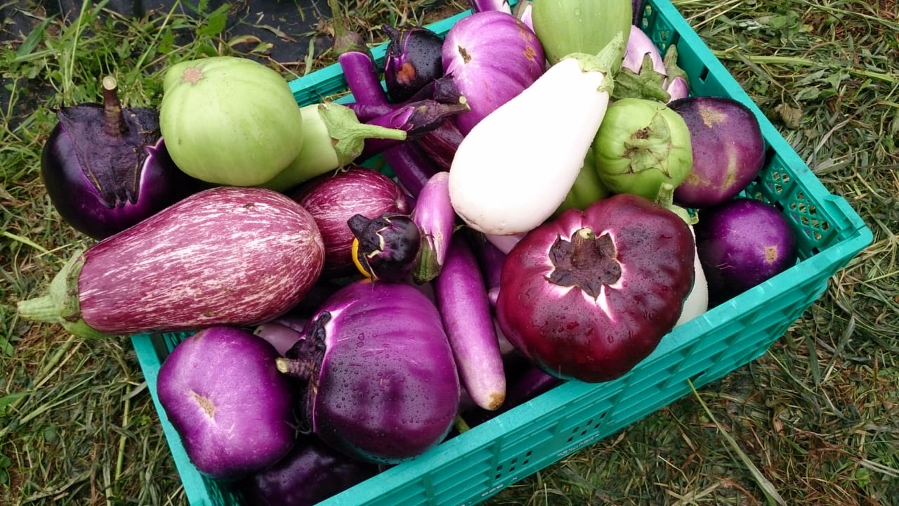 鈴木農場でとれた野菜。