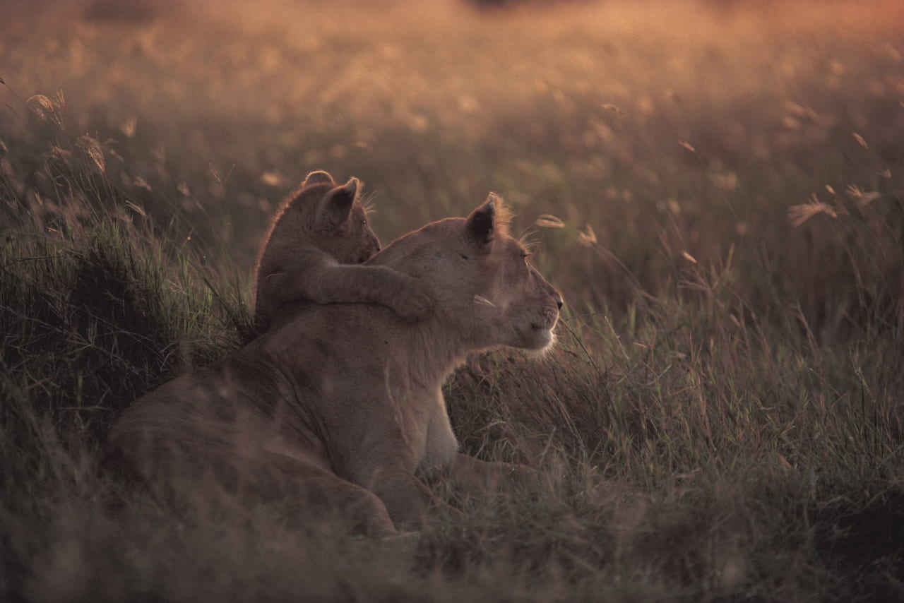 （ｃ）Mitsuaki Iwago　　家族であるもう１頭のメスから狩りに誘われますが、子を遊ばせているメスはためらっています。セレンゲティ国立公園・タンザニア