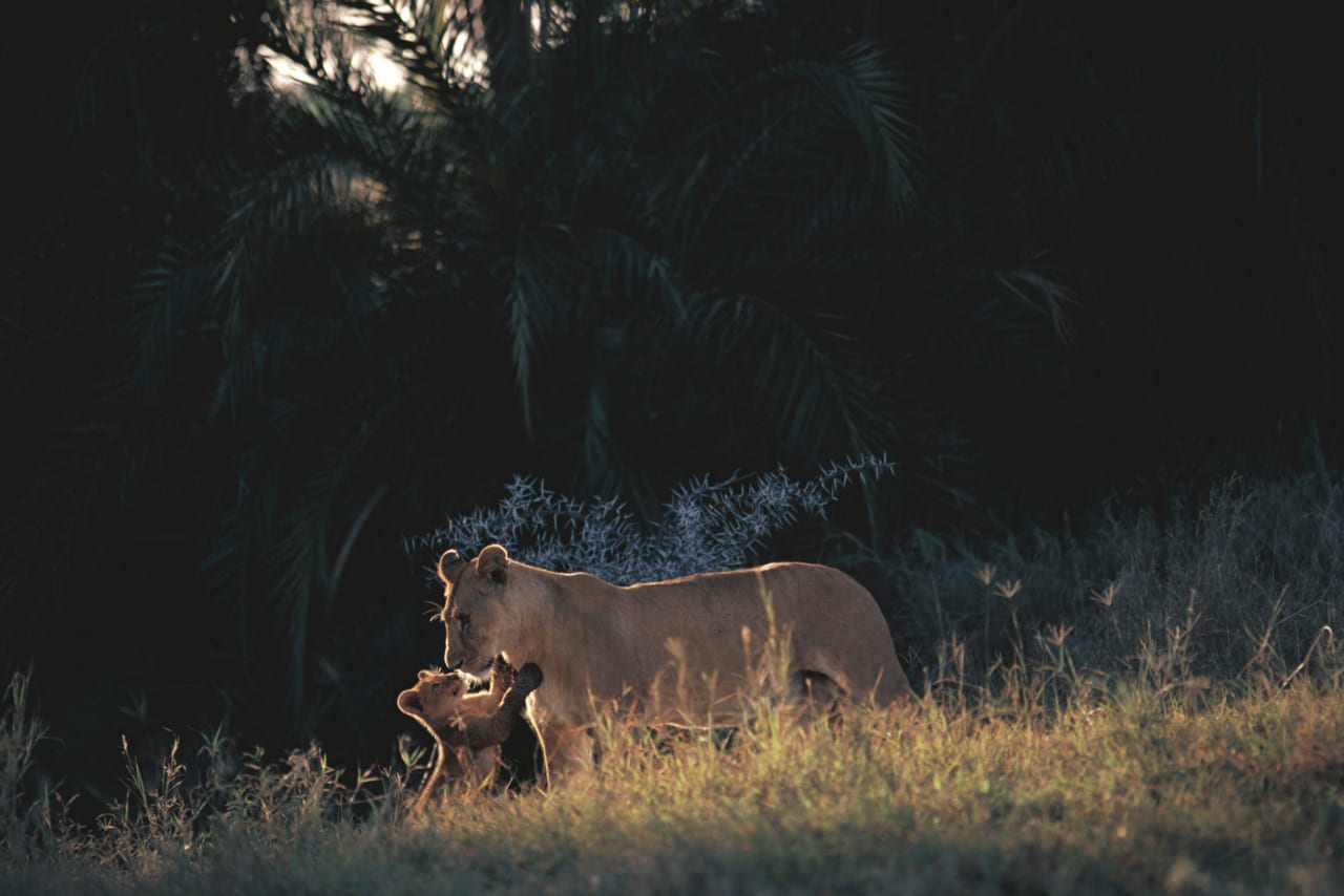 （ｃ）Mitsuaki Iwago　
狩りに出ていた母親が乾いた川床に隠している
子たちのところへ帰ってきます。
セレンゲティ国立公園・タンザニア