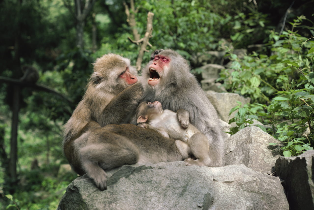 （ｃ）Mitsuaki Iwago　
ニホンザルの子は母親の口元に注目しています。
地獄谷温泉・長野県