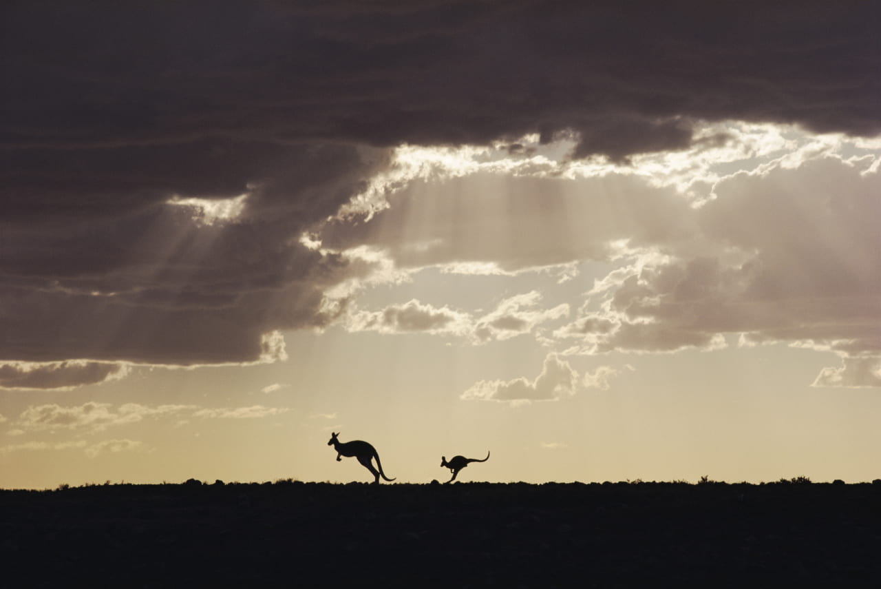 （ｃ）Mitsuaki Iwago　アカカンガルーの子が生きていけるかどうかは母親についていく体力で決まります。スタート国立公園・オーストラリア