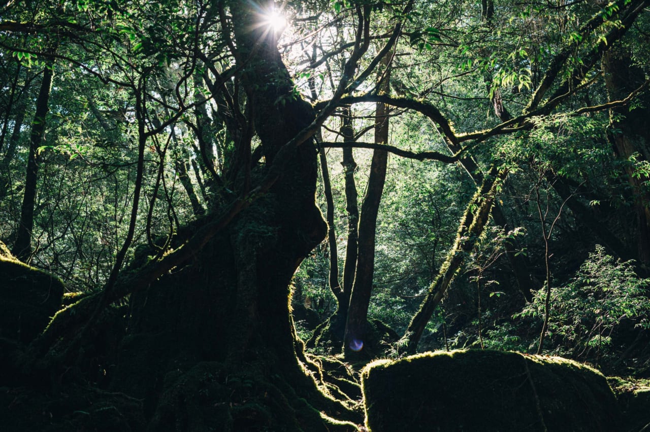 かつおさんが撮影された屋久島
